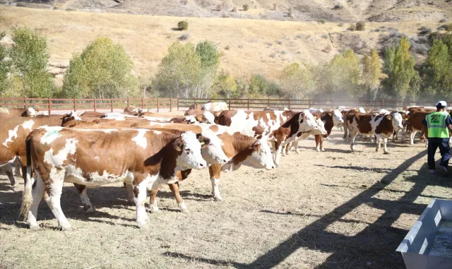 Bakan Yumaklı, Malatya’da depremzedelere büyükbaş hayvan dağıtım töreninde konuştu: Bakan Yumaklı, Malatya’da depremzedelere büyükbaş hayvan dağıtım töreninde konuştu: