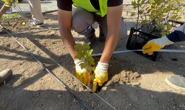 Kızılcahamam Millet Bahçesinde tıbbi aromatik meyve yetiştirilecek Kızılcahamam Millet Bahçesinde tıbbi aromatik meyve yetiştirilecek