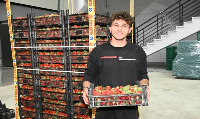 Seydişehir’den 5 ton çilek ihracatı yapıldı Seydişehir’den 5 ton çilek ihracatı yapıldı