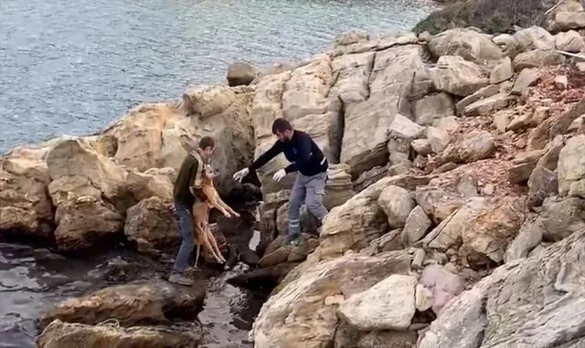 Bodrum’da denize düşen köpek kurtarıldı Bodrum’da denize düşen köpek kurtarıldı