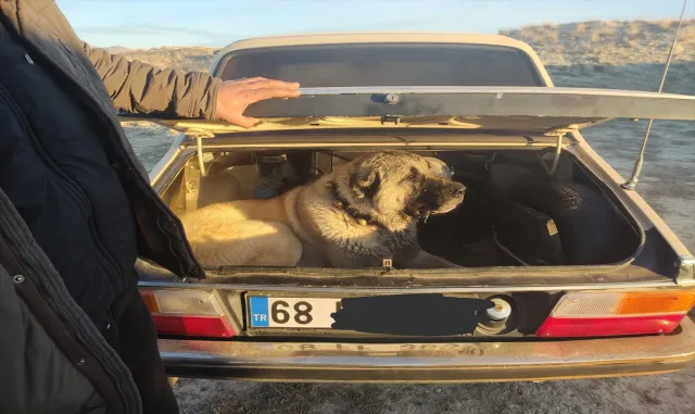 Kayseri’de köpek dövüşü yaptıran 2 organizatör ve 35 kişi yakalandı Kayseri’de köpek dövüşü yaptıran 2 organizatör ve 35 kişi yakalandı
