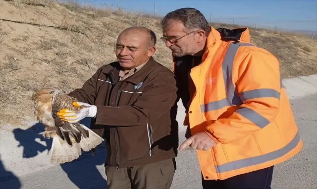 Kırşehir’de karayolları ekiplerinin yaralı halde bulduğu kızıl şahin tedavi ediliyor Kırşehir’de karayolları ekiplerinin yaralı halde bulduğu kızıl şahin tedavi ediliyor