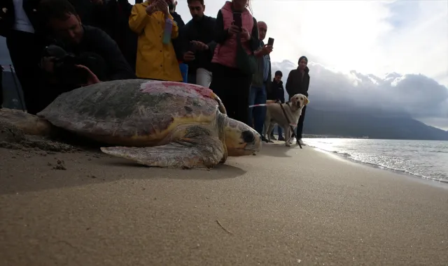 Kuşadası’nda tedavileri tamamlanan 3 caretta caretta denize bırakıldı Kuşadası’nda tedavileri tamamlanan 3 caretta caretta denize bırakıldı