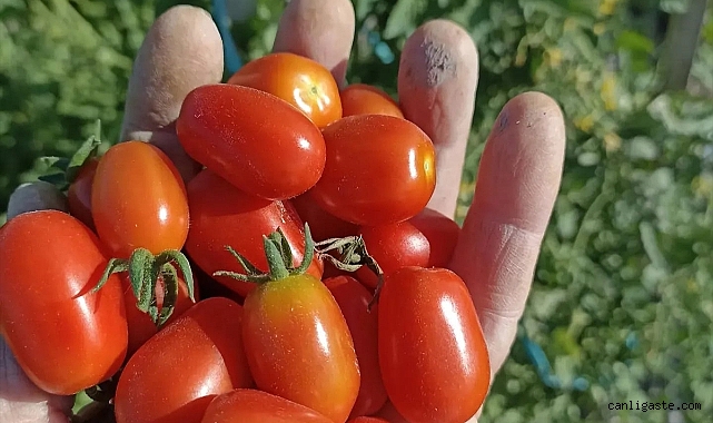Erciyes Yerel Tohum Grubu 41 bin paket tohum dağıtıyor Erciyes Yerel Tohum Grubu 41 bin paket tohum dağıtıyor