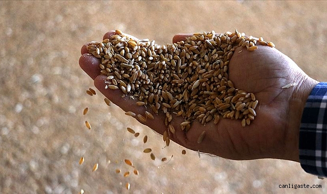 Kayseri’de 412 ton tohum ve 5 bin fidan dağıtıldı Kayseri’de 412 ton tohum ve 5 bin fidan dağıtıldı