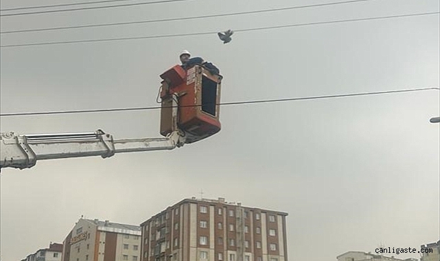 Kayseri’de güvercin operasyonu! Kayseri’de güvercin operasyonu!