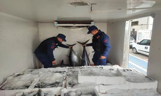 Çanakkale’de avlanması yasak olan 11 orkinos ele geçirildi Çanakkale’de avlanması yasak olan 11 orkinos ele geçirildi
