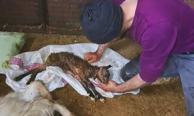 Sivas’ta kalbi duran oğlak, suni teneffüs ve kalp masajıyla hayata tutundu Sivas’ta kalbi duran oğlak, suni teneffüs ve kalp masajıyla hayata tutundu