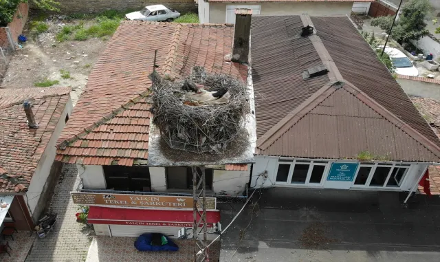 Tekirdağ’da leylek "Gelendost"un hareketleri 24 saat izlenecek Tekirdağ’da leylek "Gelendost"un hareketleri 24 saat izlenecek