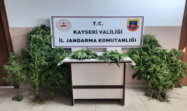 Kayseri’de evde ve bahçede kenevir yetiştiren 2 şüpheli yakalandı Kayseri’de evde ve bahçede kenevir yetiştiren 2 şüpheli yakalandı