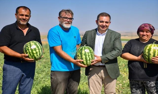 Kırşehir’in Saraycık kavunu ve karpuzunun hasadı yapıldı Kırşehir’in Saraycık kavunu ve karpuzunun hasadı yapıldı