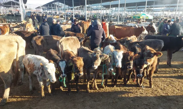 Şarkışla canlı hayvan pazarı cumartesiyi hareketle geçirdi Şarkışla canlı hayvan pazarı cumartesiyi hareketle geçirdi
