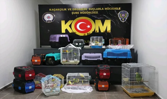 Çanakkale’de kaçak yollara yurda sokulan 63 papağana el konuldu Çanakkale’de kaçak yollara yurda sokulan 63 papağana el konuldu