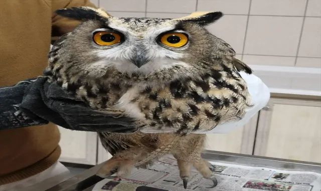 Kırşehir’de yaralı puhu kuşu korumaya alındı Kırşehir’de yaralı puhu kuşu korumaya alındı