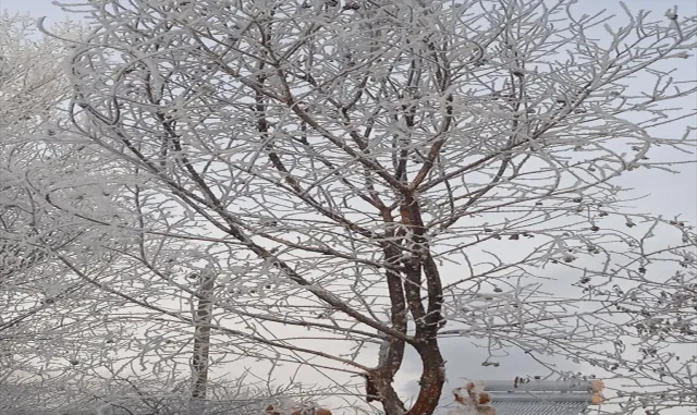 Erzurum, Kars, Ardahan ile Ağrı’da kar ve soğuk hava etkili oldu Erzurum, Kars, Ardahan ile Ağrı’da kar ve soğuk hava etkili oldu