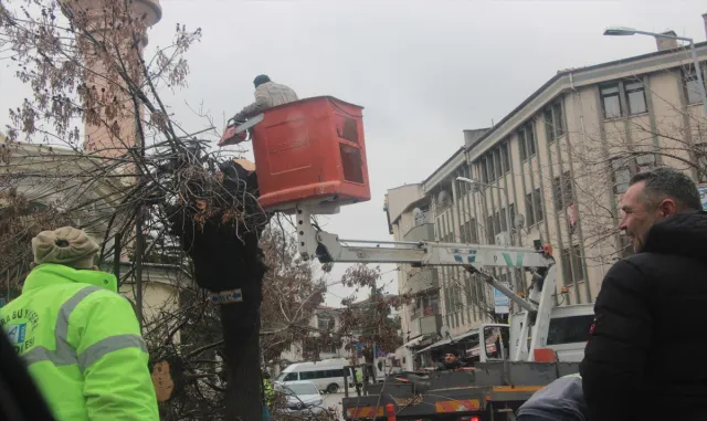 Beypazarı Belediyesi ağaç budama çalışması yapıyor Beypazarı Belediyesi ağaç budama çalışması yapıyor