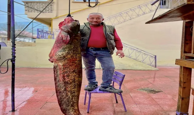 Sinop’ta 100 kilogramlık yayın balığı avlandı Sinop’ta 100 kilogramlık yayın balığı avlandı