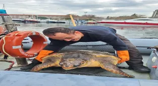 Çanakkale'de yat limanında kurtarılan caretta caretta kontrolün ardından denize salındı