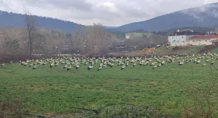 Sıcak bölgelere göç eden leylekler Bolu'da mola verdi