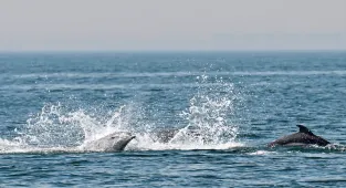 İstanbul'da yunusların büyüleyen gösterisi