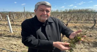 Manisa'da zirai don etkili oldu