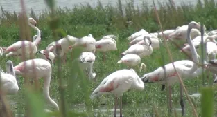 Sarıyar Hasan Polatkan Baraj Gölü kıyısında flamingolar görüntülendi
