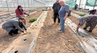 Suşehri'nde 10 bin domates fidesi toprakla buluşturuldu 