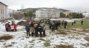 Zara'da kayısı bahçesi kuruldu