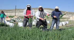 Beypazarı'nda yeşil soğan mesaisi