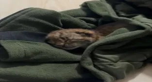 Bolu'da yalnız bulunan vaşak yavrusu koruma altına alındı 