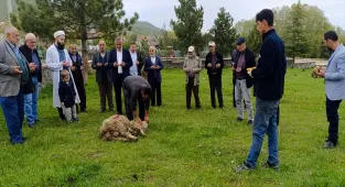 Dodurga'da şükür kurbanı kesildi