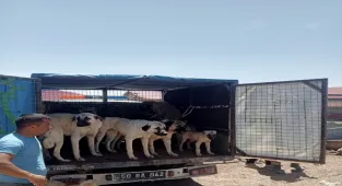 Gemerek'te sahipsiz sokak köpekleri toplanıyor 