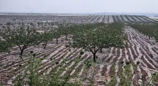 GÜNCELLEME - Şanlıurfa'da etkili olan doluda bazı tarım alanları zarar gördü