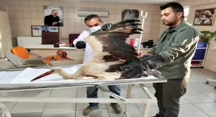 Kırşehir'de vatandaşın bitkin halde bulduğu leylek tedaviye alındı