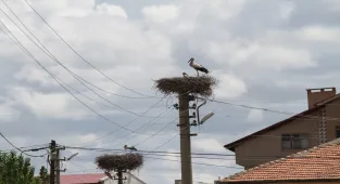 Şarkışla'da leylekler vatandaşların yaptığı özel yuvaya yerleşti