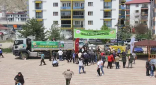 Zara'da 5 bin çam fidanı dağıtıldı