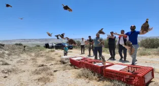 Beypazarı'nda doğaya 250 keklik salındı
