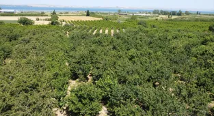 Çanakkale'nin çay bardağına sığmayan kirazları yurt dışına gönderiliyor 