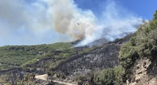 GÜNCELLEME - Aydın'da ziraat alanında çıkan yangın ormana sıçradı