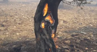 GÜNCELLEME - Balıkesir'de çöplük alanda çıkan ve zeytin bahçelerine sıçrayan yangın kontrol altında
