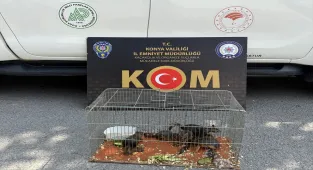 Konya'da nesli tükenme tehlikesi altındaki sincap türünü satışa çıkaran kişi gözaltına alındı
