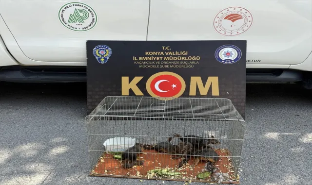 Konya'da nesli tükenme tehlikesi altındaki sincap türünü satışa çıkaran kişi gözaltına alındı
