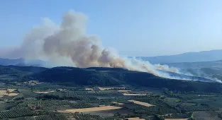 Manisa'da çıkan orman yangını kontrol altına alındı