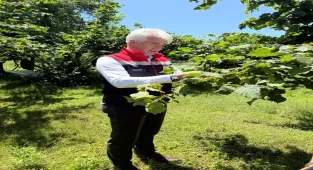 Rize'de 50 bin samuray arısı doğaya salındı