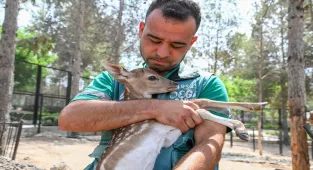 Tarsus Doğa Parkı'nda hayvan popülasyonu yeni yavrularla arttı 