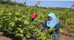 Tokat'ta coğrafi işaretli narince bağ yaprağında hasat sürüyor