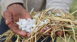 Yozgat'ta dolu yağışı ekili alanlara zarar verdi