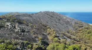 Antalya'da ormanlık alanda çıkan yangın söndürüldü