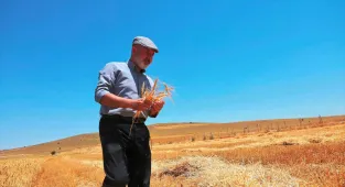 Başkan Çolakbayrakdar, Köyümde Hayat Var projesiyle desteklenen çiftçiyle buğday hasadı yaptı 