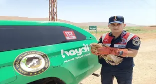 Batman'da jandarmanın yaralı halde bulduğu şahin tedaviye alındı